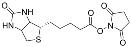 Estere della biotina NHS 1 g