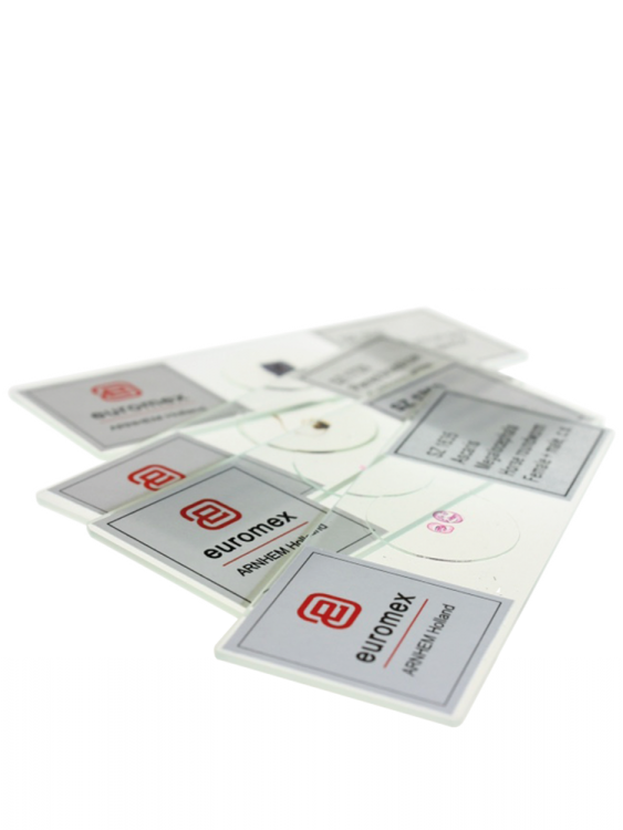 Individual EuroSlides for histology, Taste buds, rabbit, ls