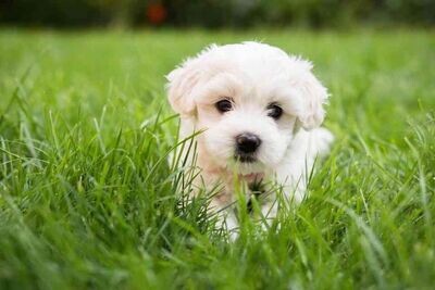 Chien