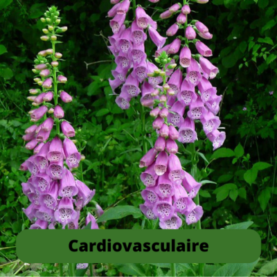 Cardiovasculaire