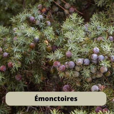 Emonctoires