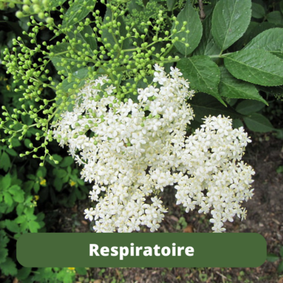 Respiratoire