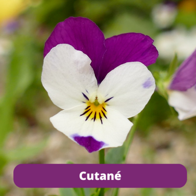 Cutané