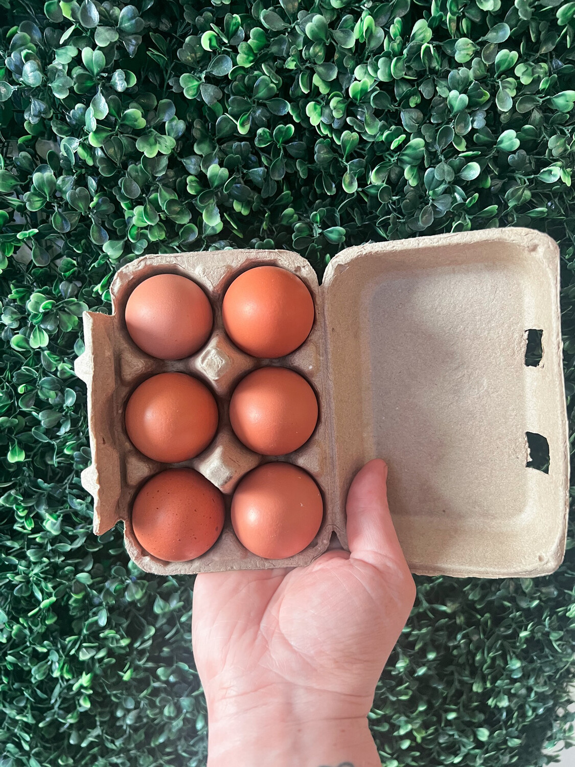 6 Pack Egg Carton