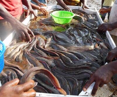 POISSON DU FLEUVE CONGO