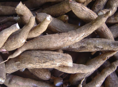 Manioc