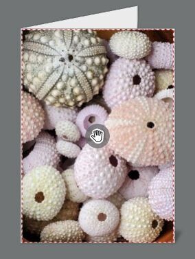 Hawaiian Sea Urchins - 4 Pack/SOLD OUT