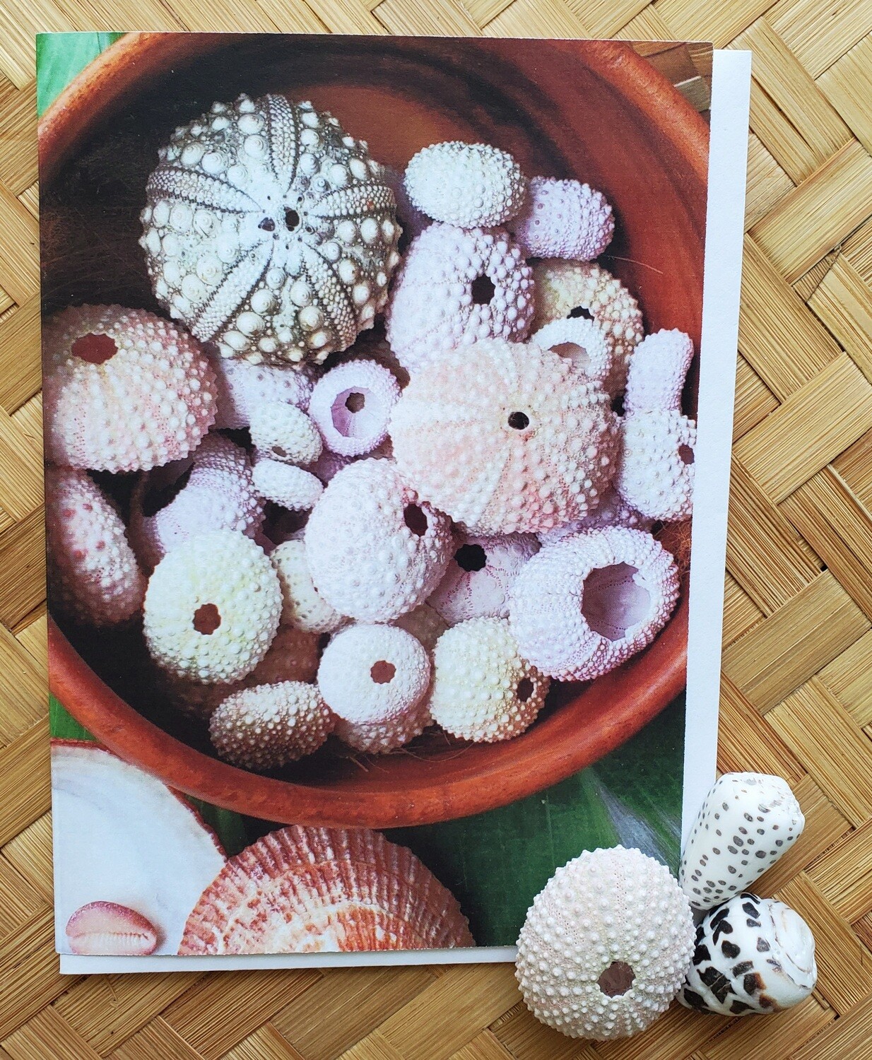 Hawaiian Sea Urchins - 4 Pack/SOLD OUT