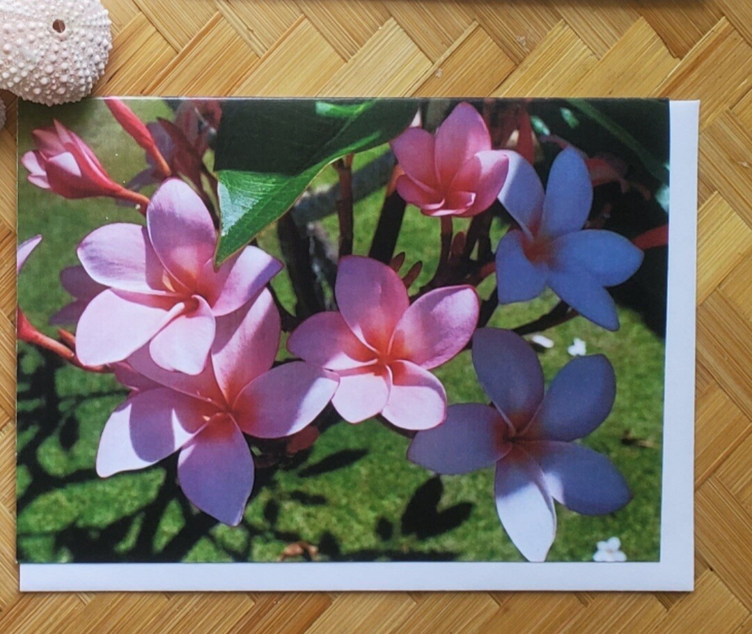Pink Plumeria - 4 Pack / SOLD OUT