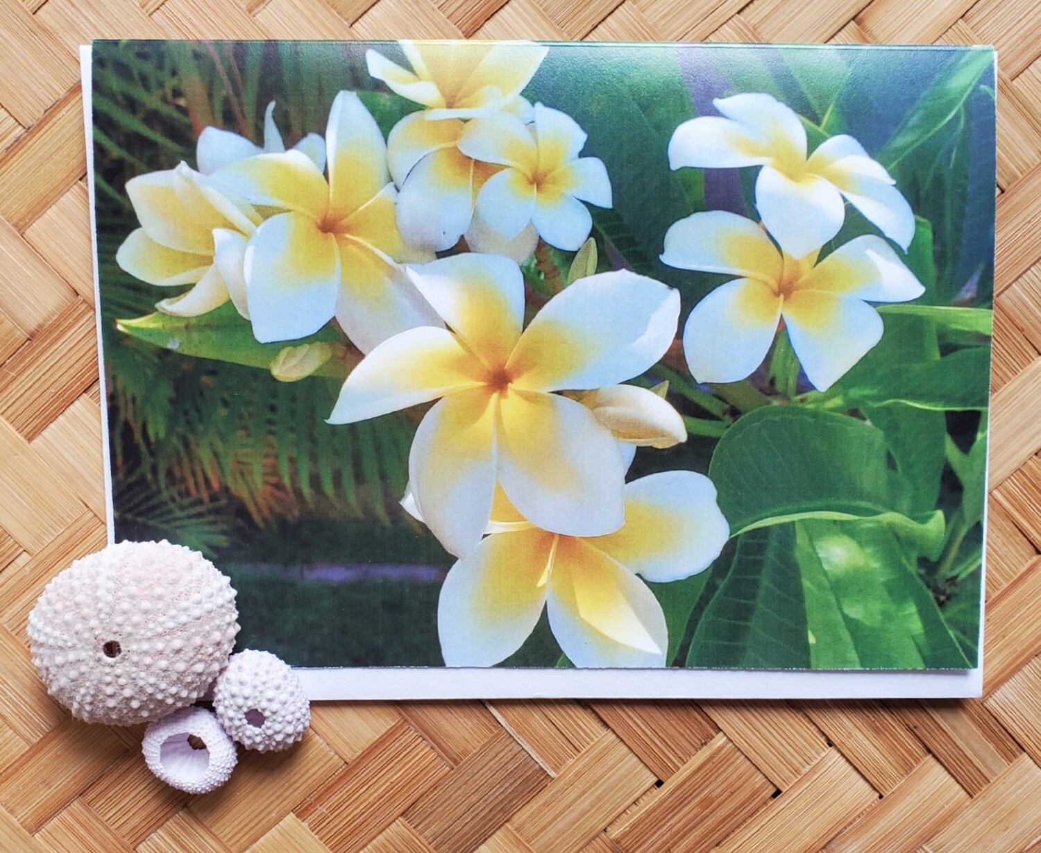 Plumeria Birthday - 4 Pack