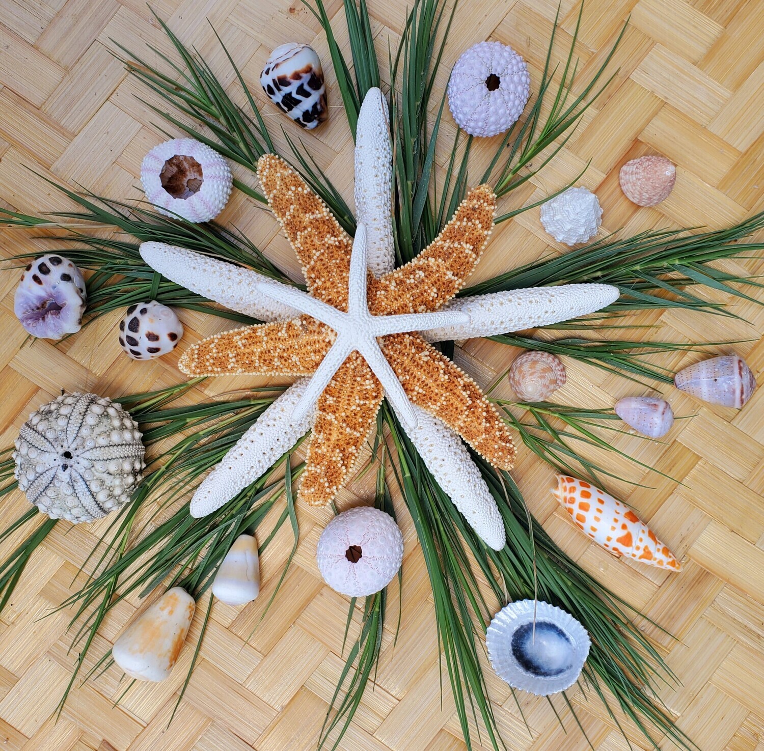 Seagrass, Sea Stars &amp; Hawaiian Seashells - 4 Pack