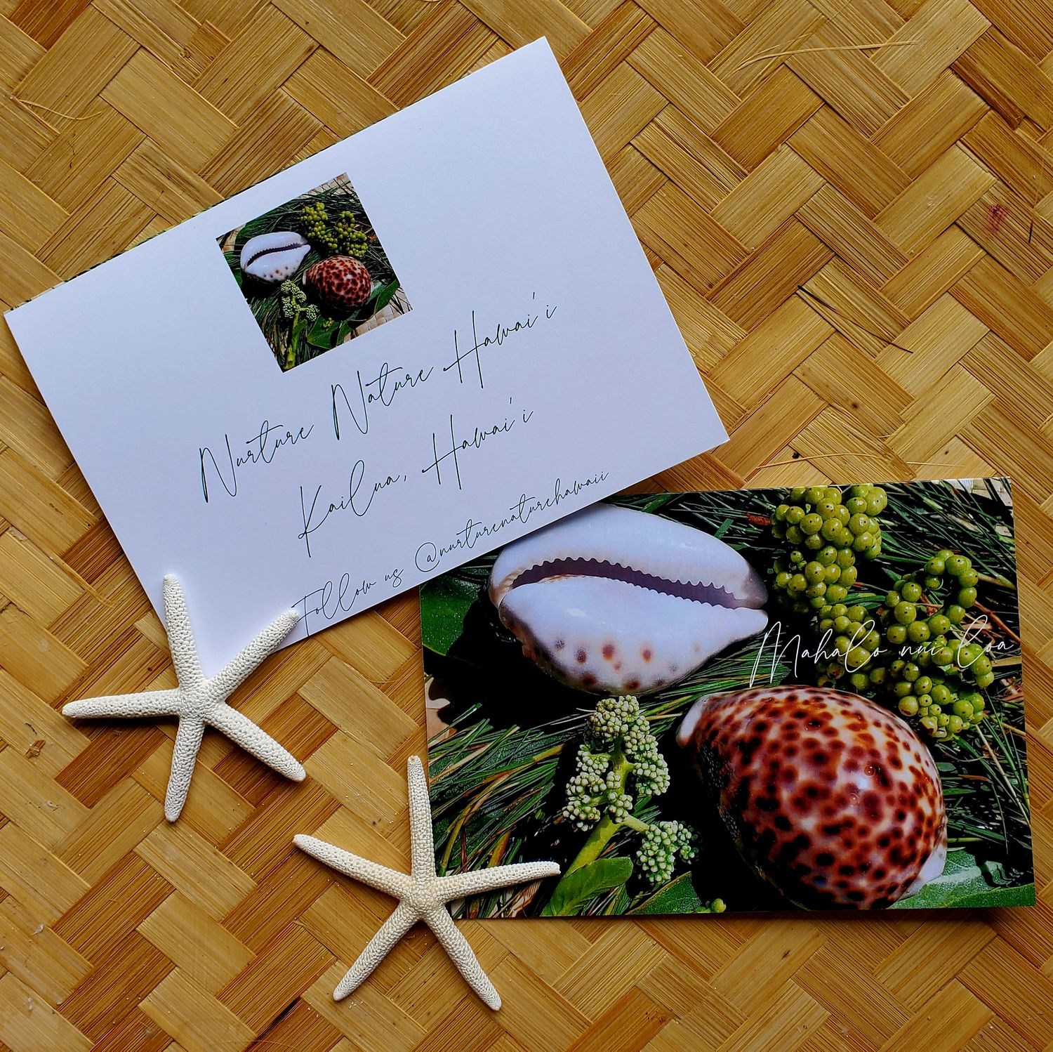 Thank you Cards seashells 4  in a 4-Pack