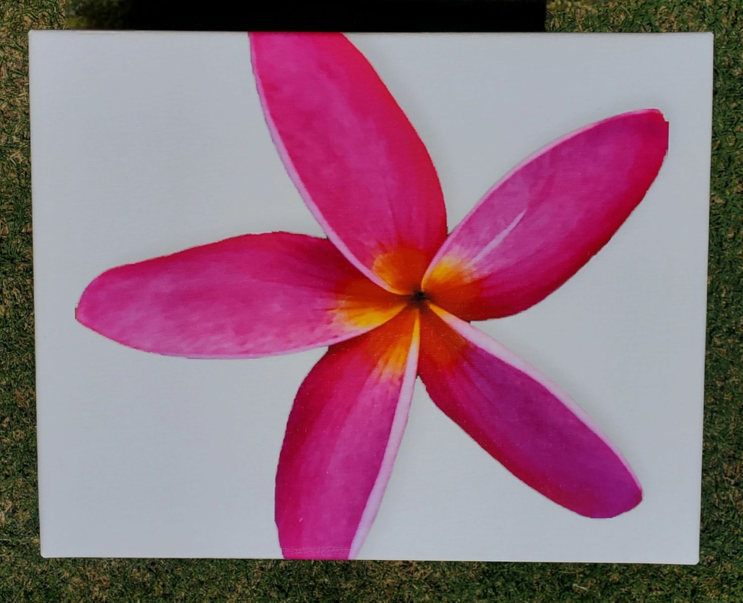 Fuchsia Plumeria - Canvas Wrap