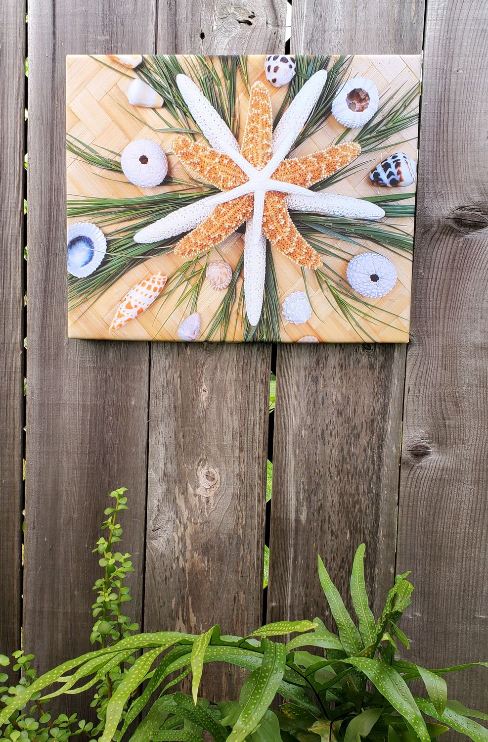 Hawaiian Seagrass, Sea Shells &amp; visiting Sea Stars - Canvas Wrap