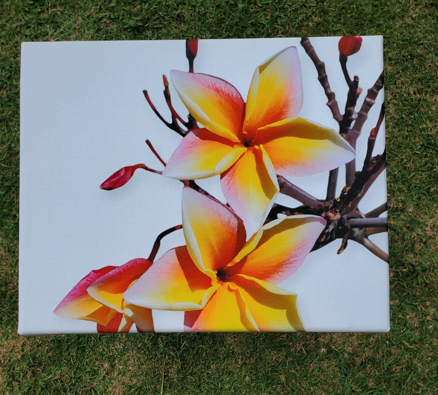 &quot;Scented Plumeria&quot;- Canvas Wrapped