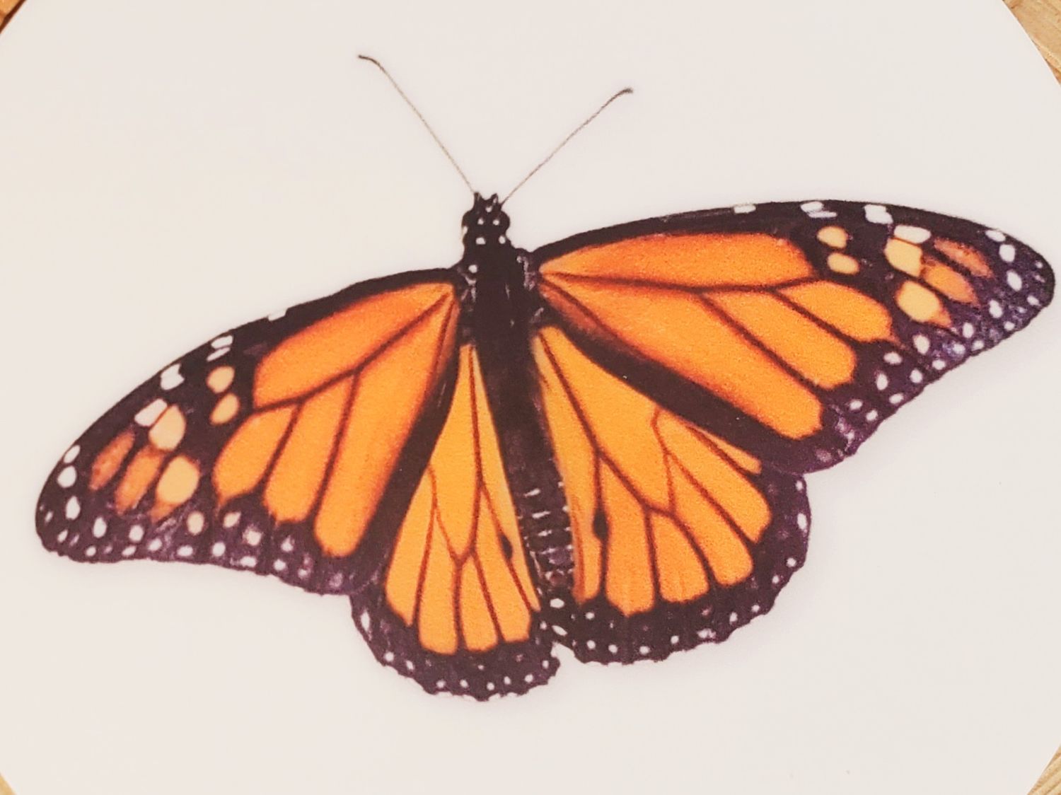 Monarch - Sticker SOLD OUT!