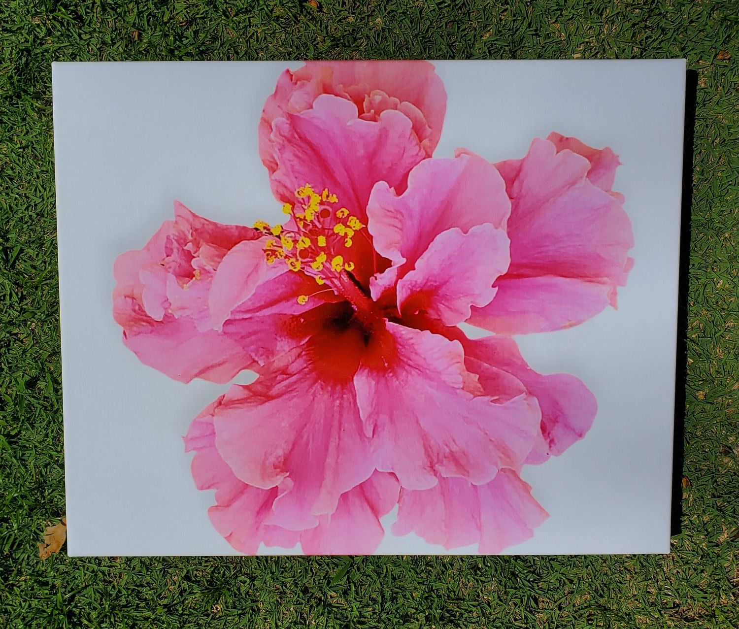 Pink Hibiscus - Canvas Wrap 8x10IN