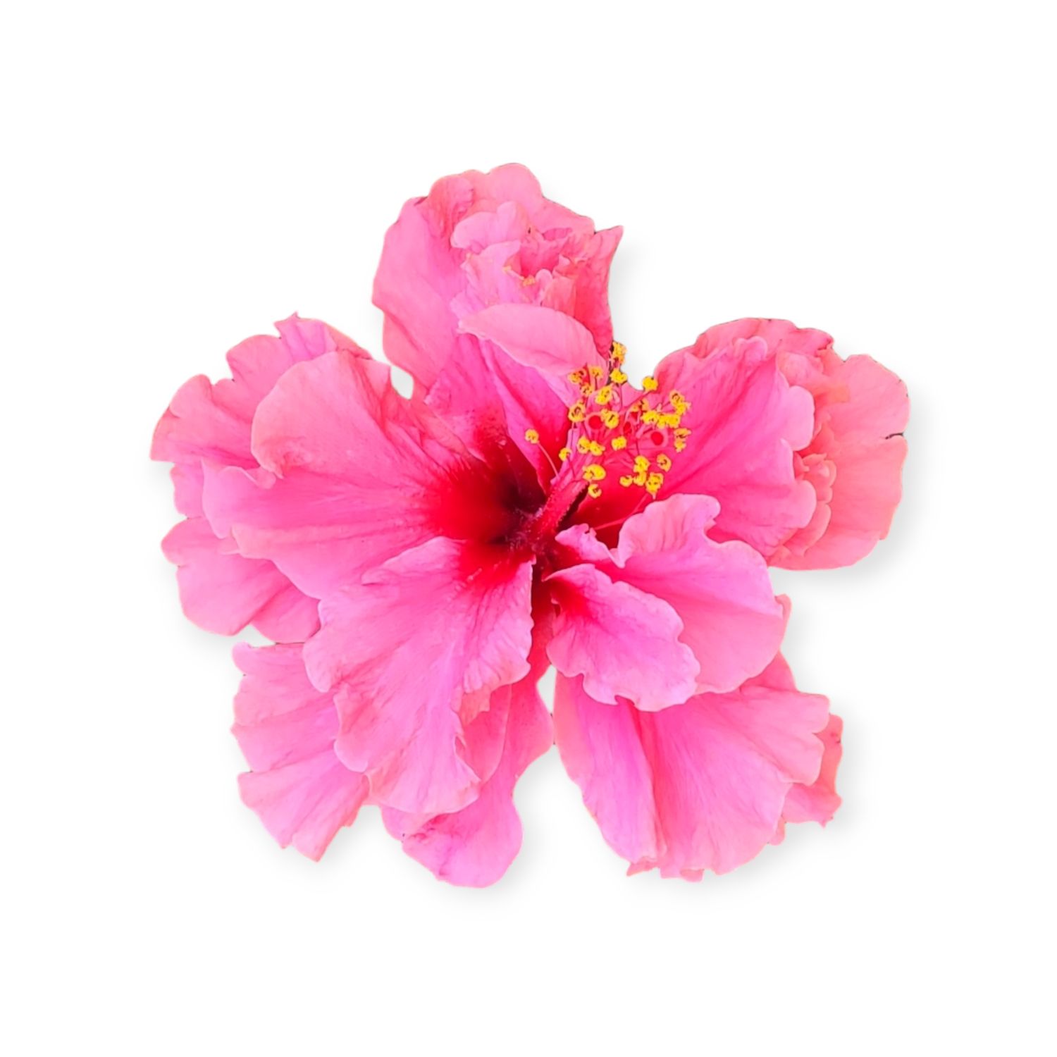 Pink Hibiscus Sticker