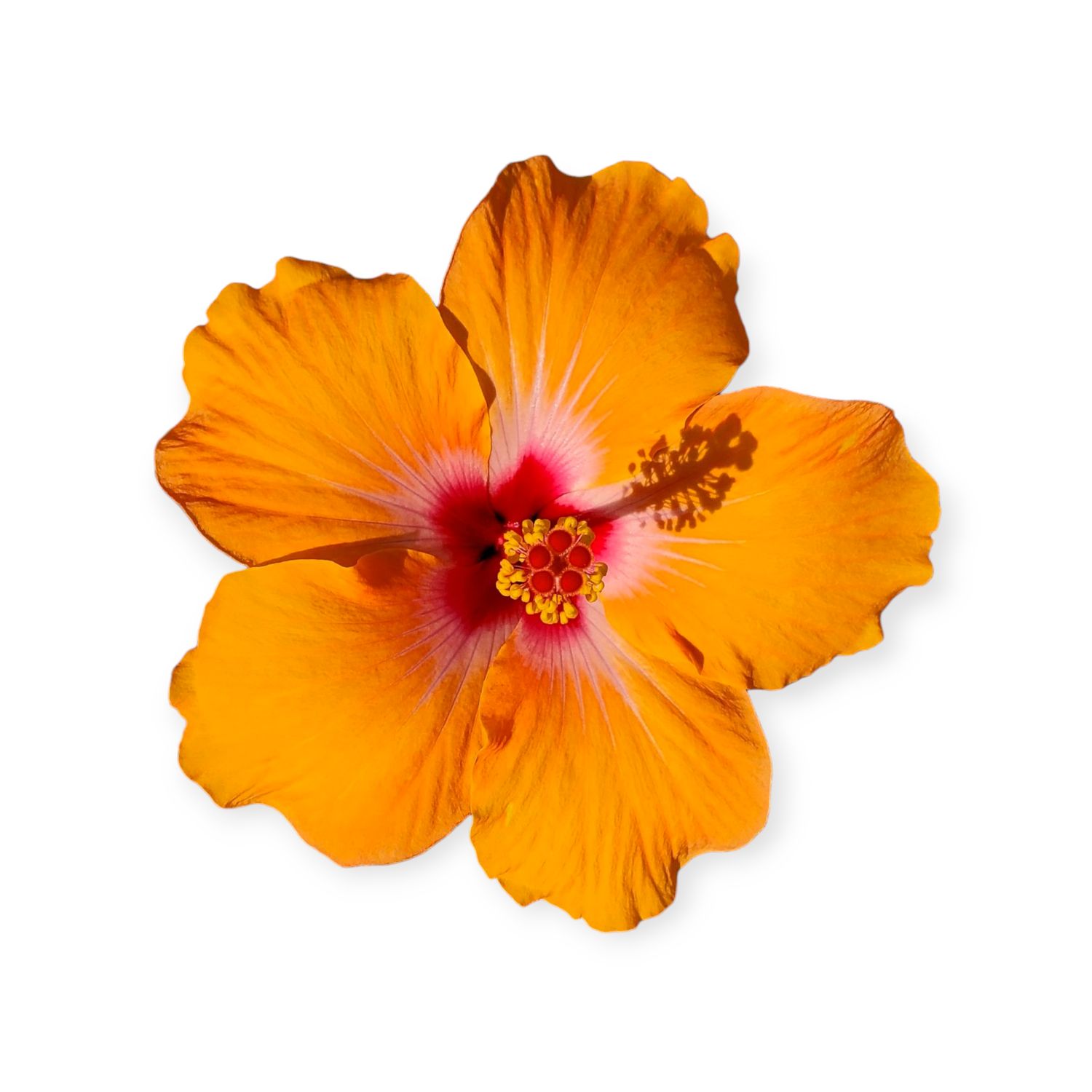 Sunset Hibiscus - Sticker