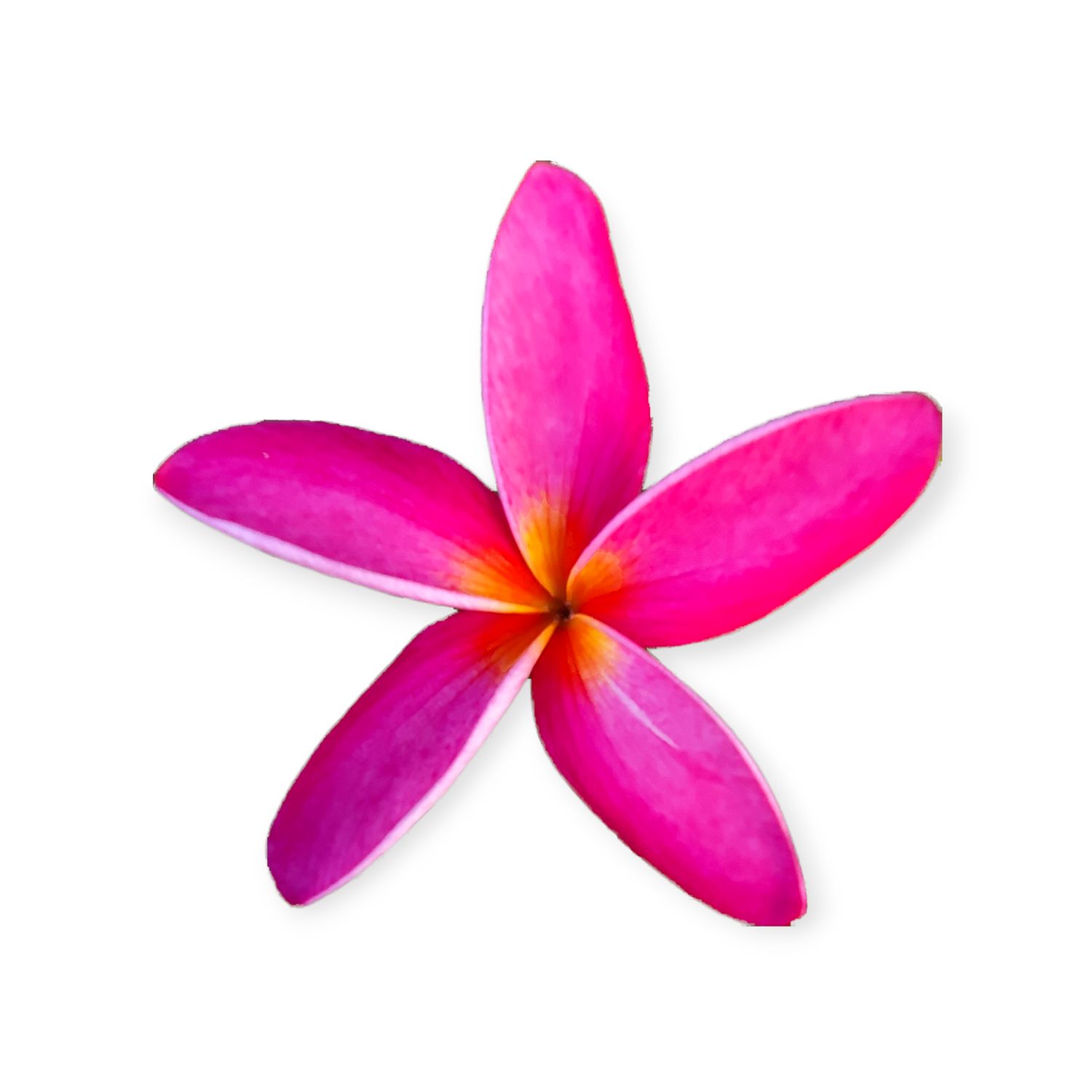 Fuchsia Plumeria - Sticker