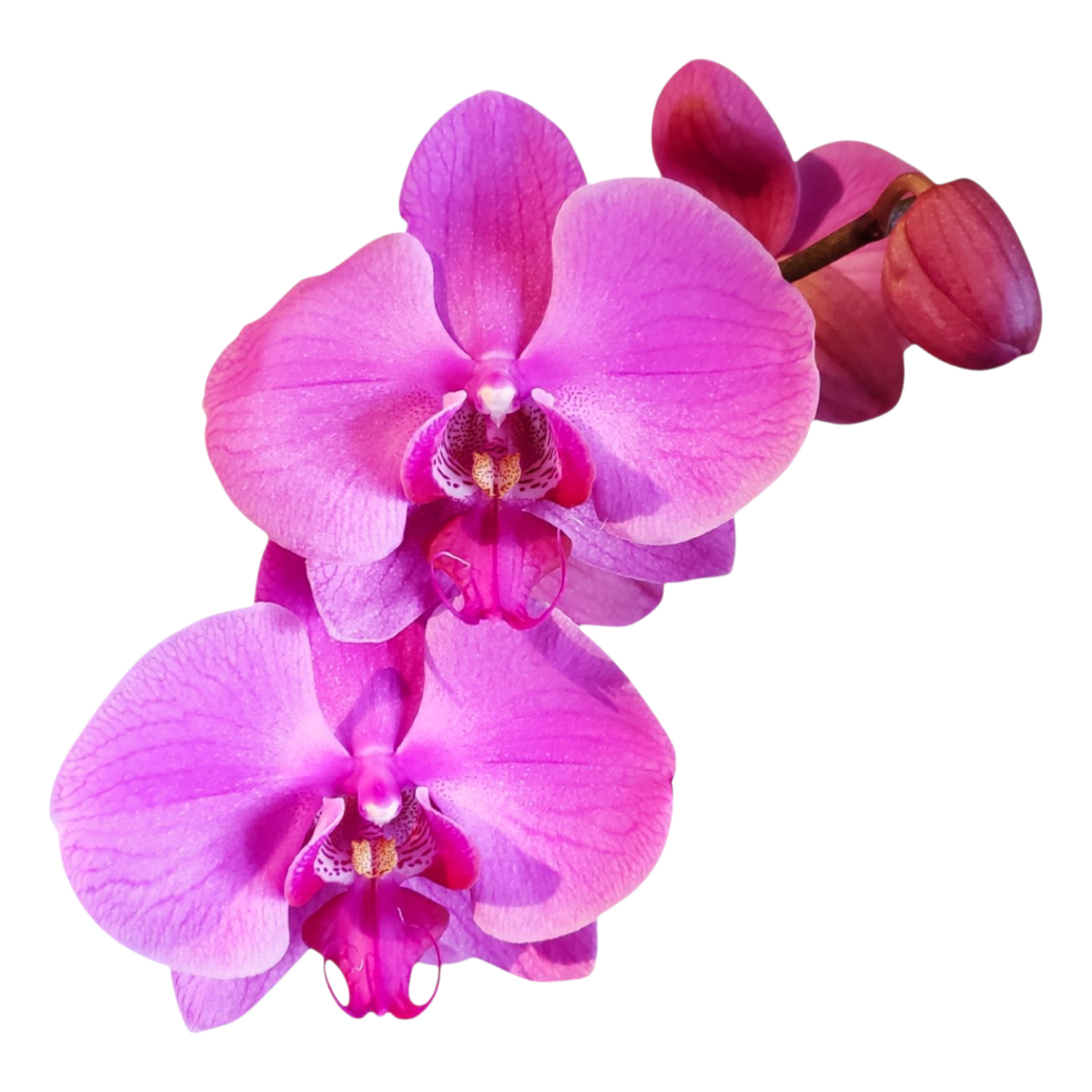 Classic Orchids - Sticker