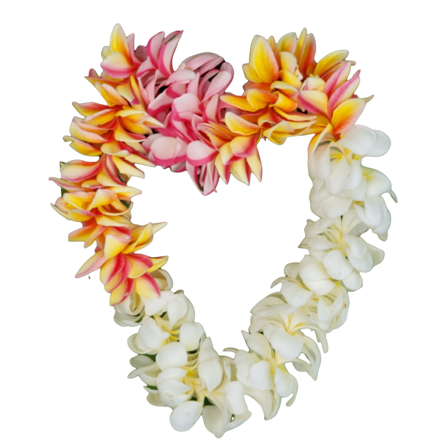 Plumeria tri-colored heart shaped Lei - Clear Sticker