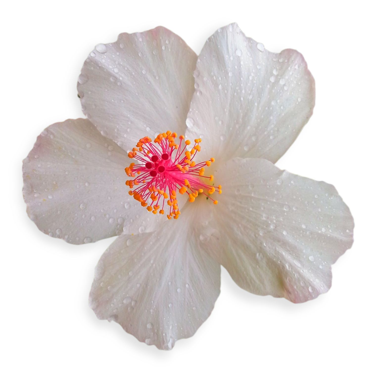 White Hibiscus - Sticker