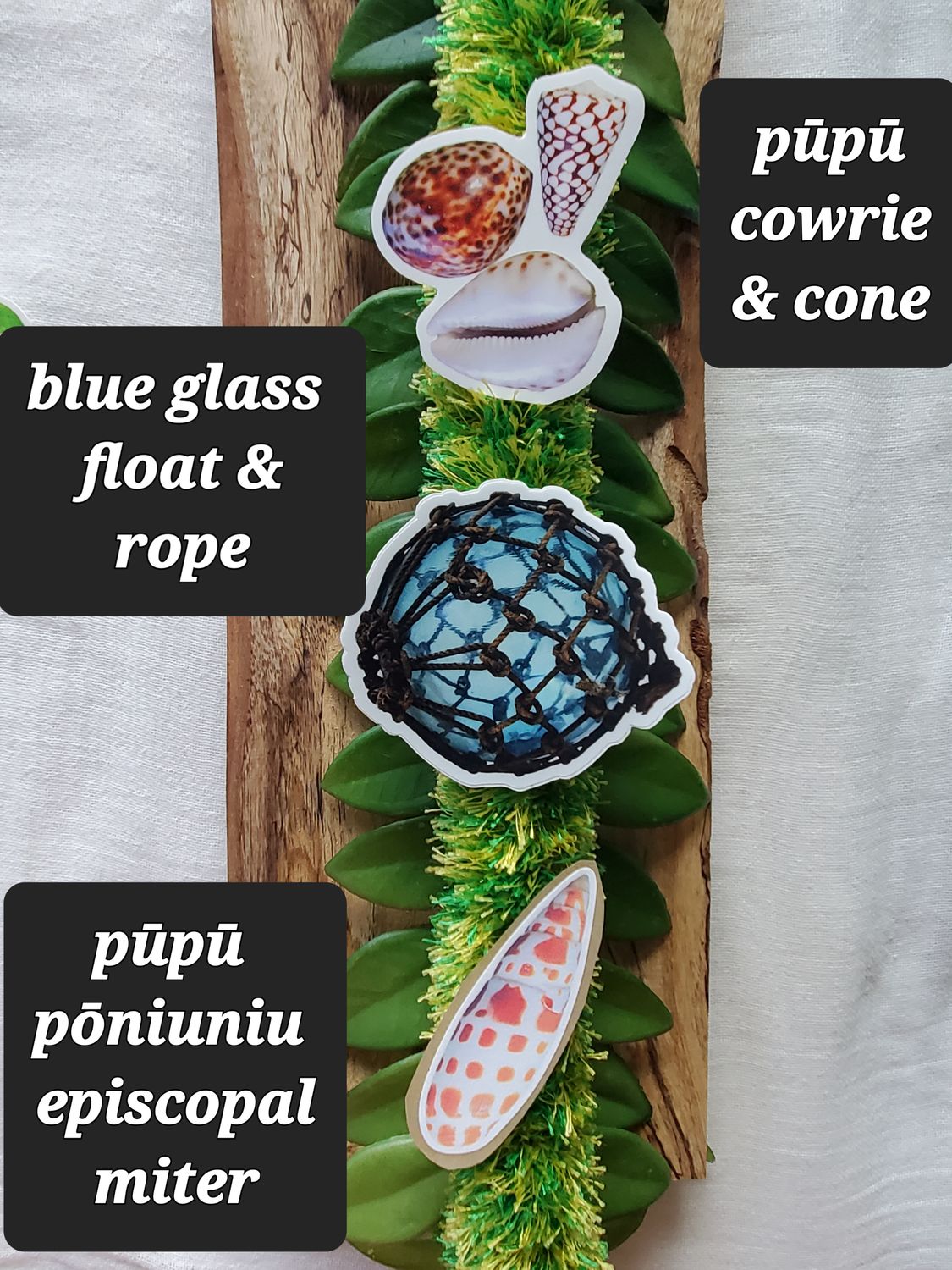 Hawaiian Humpback Cowrie &amp; Cone Shells