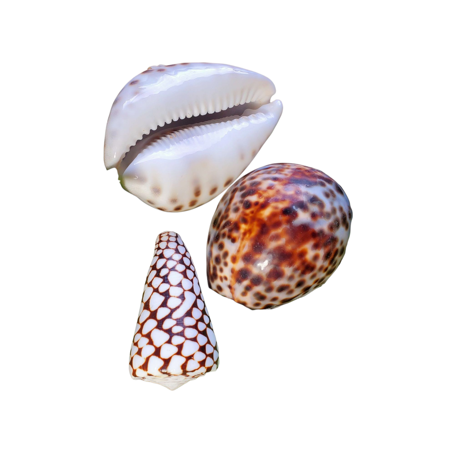 Hawaiian Humpback Cowrie &amp; Cone Shells