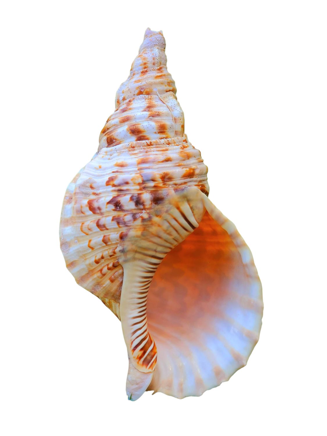 Triton's Trumpet shell - Sticker