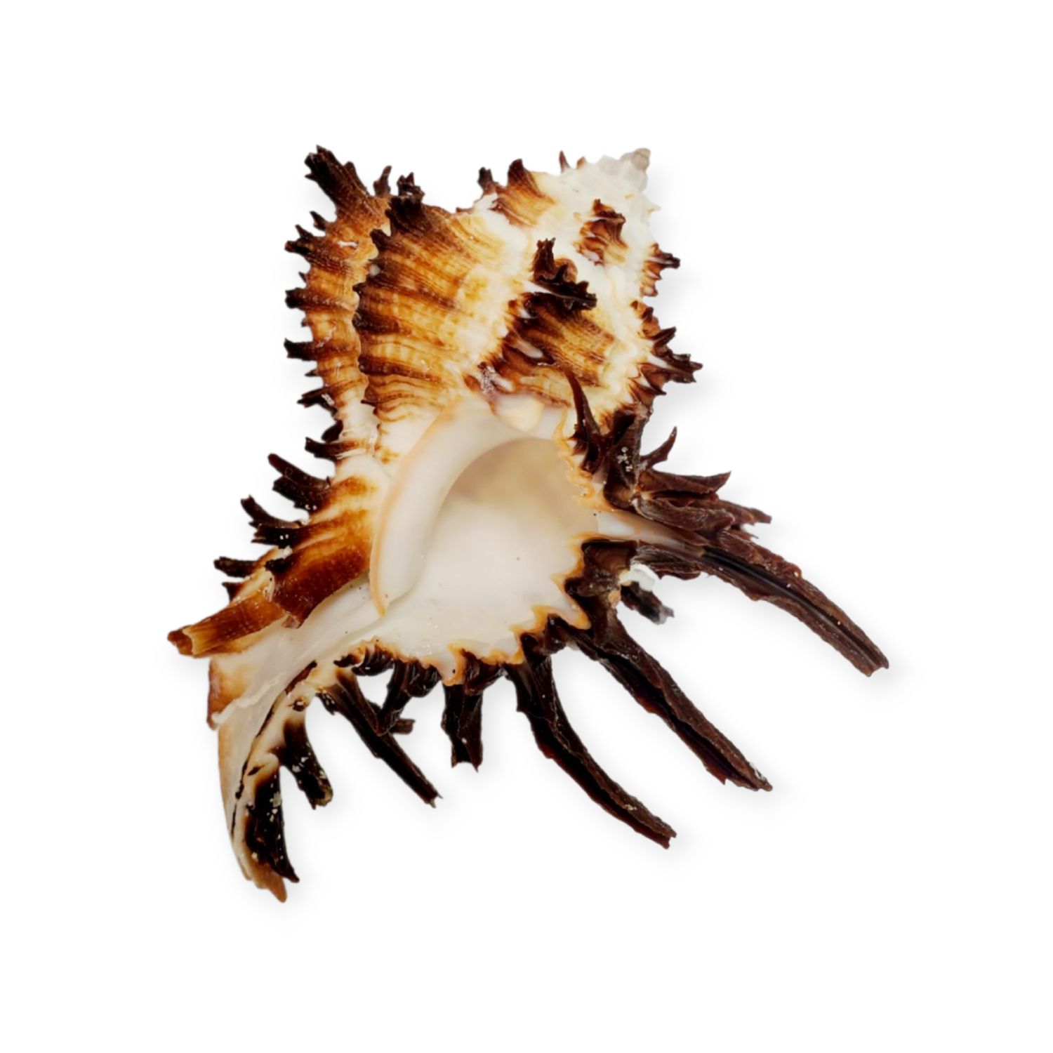 Natural Endive Murex Shell - Sticker