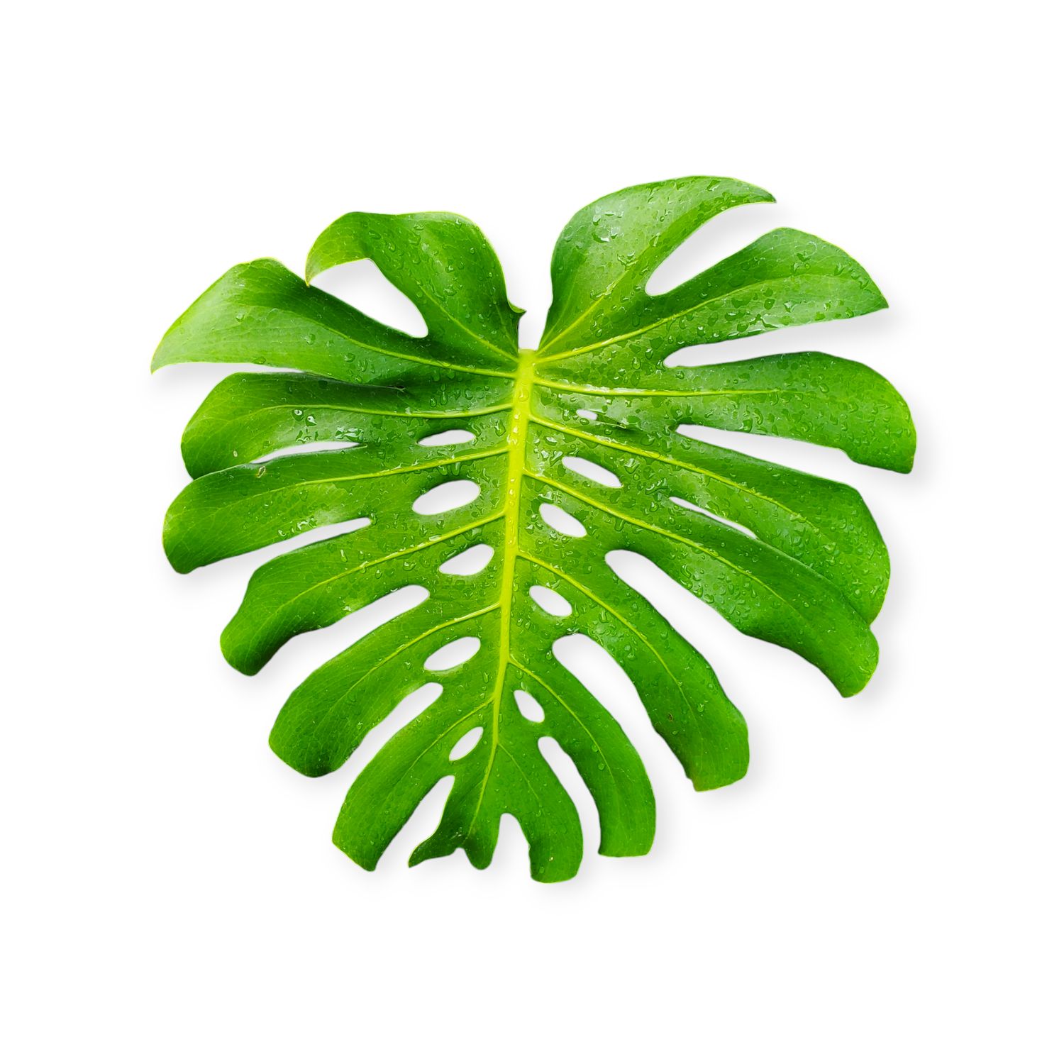 Monstera Leaf Sticker