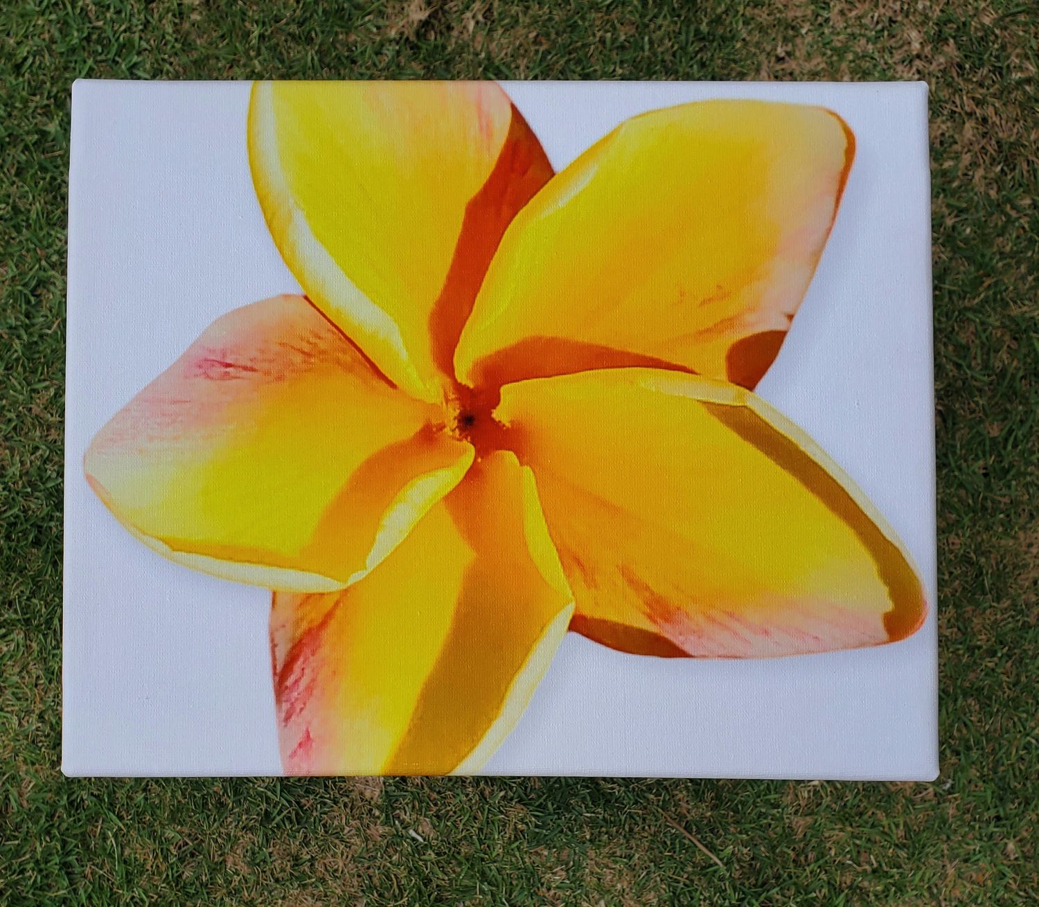 "Scented Plumeria - Canvas Wrapped - ON SALE "Scented Plumeria - Canvas Wrapped - ON SALE