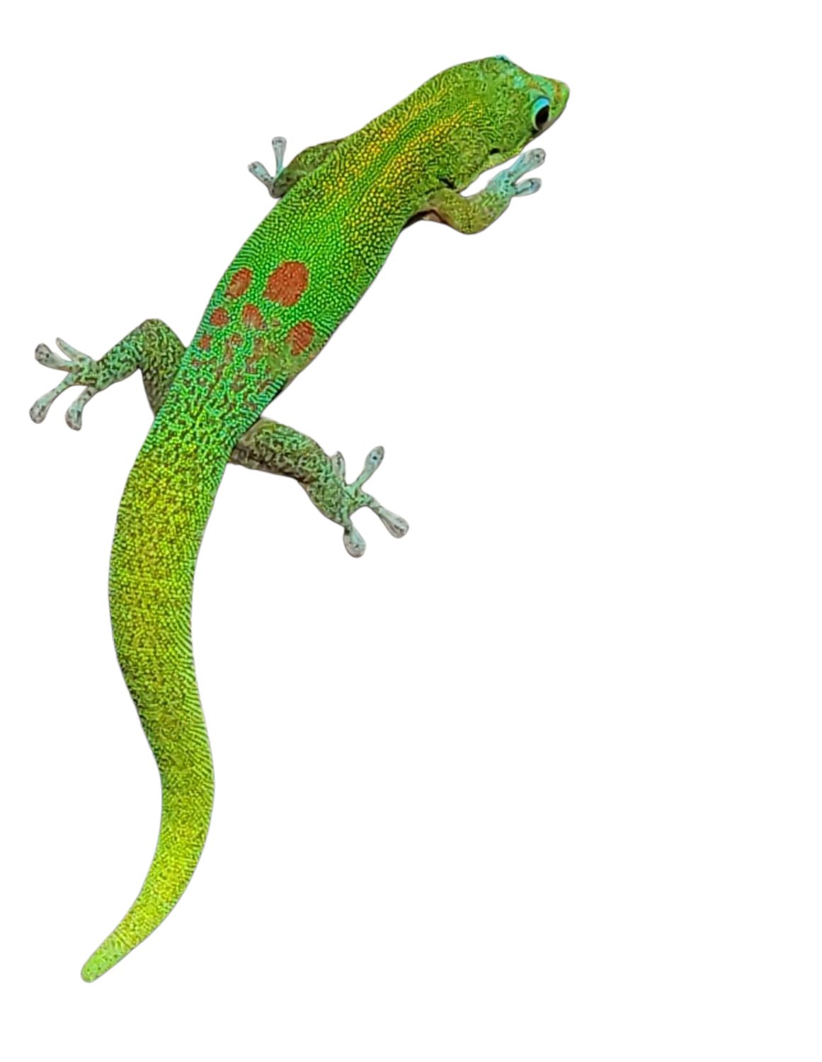 Gecko - Sticker