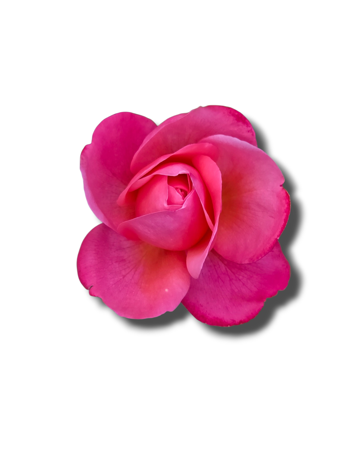 Plumeria Heart - Sticker