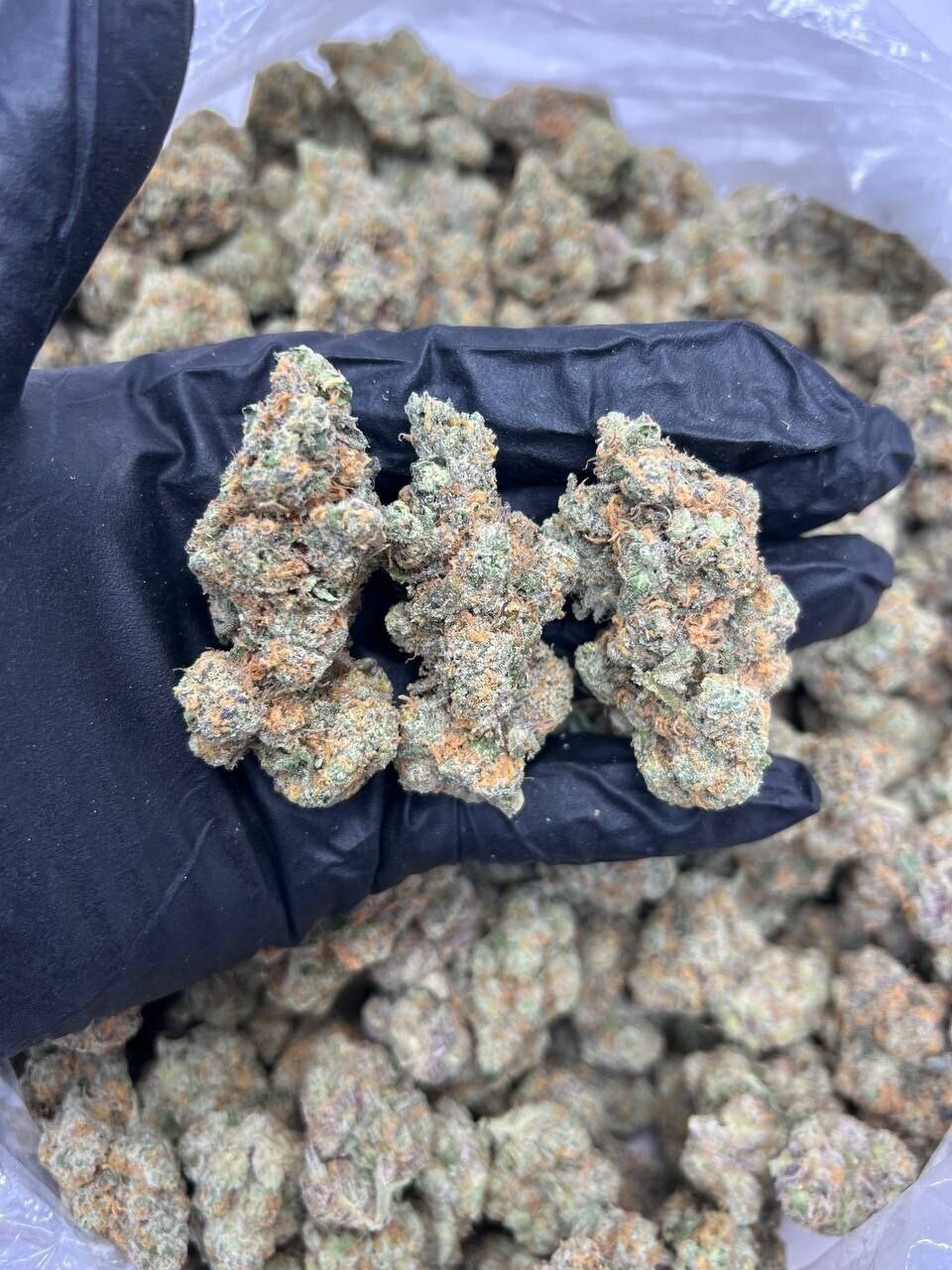 PLATINUM BUBBA