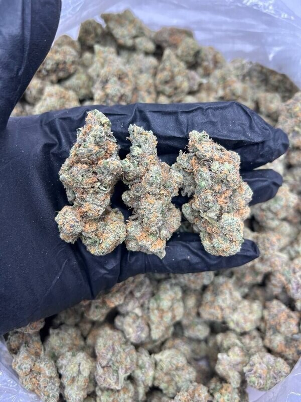 PLATINUM BUBBA