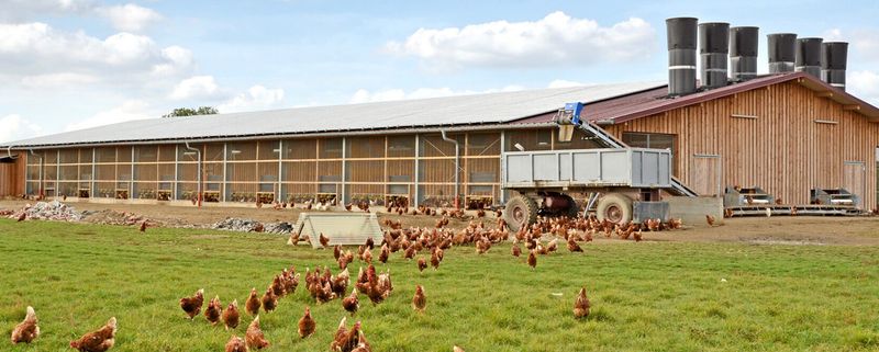 Sustainable Ministry Fund: Poultry Farming | Wheat &amp; Eucalyptus Farming
