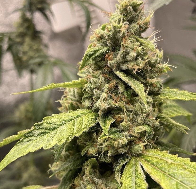 “Lemon Naughty” Seeds