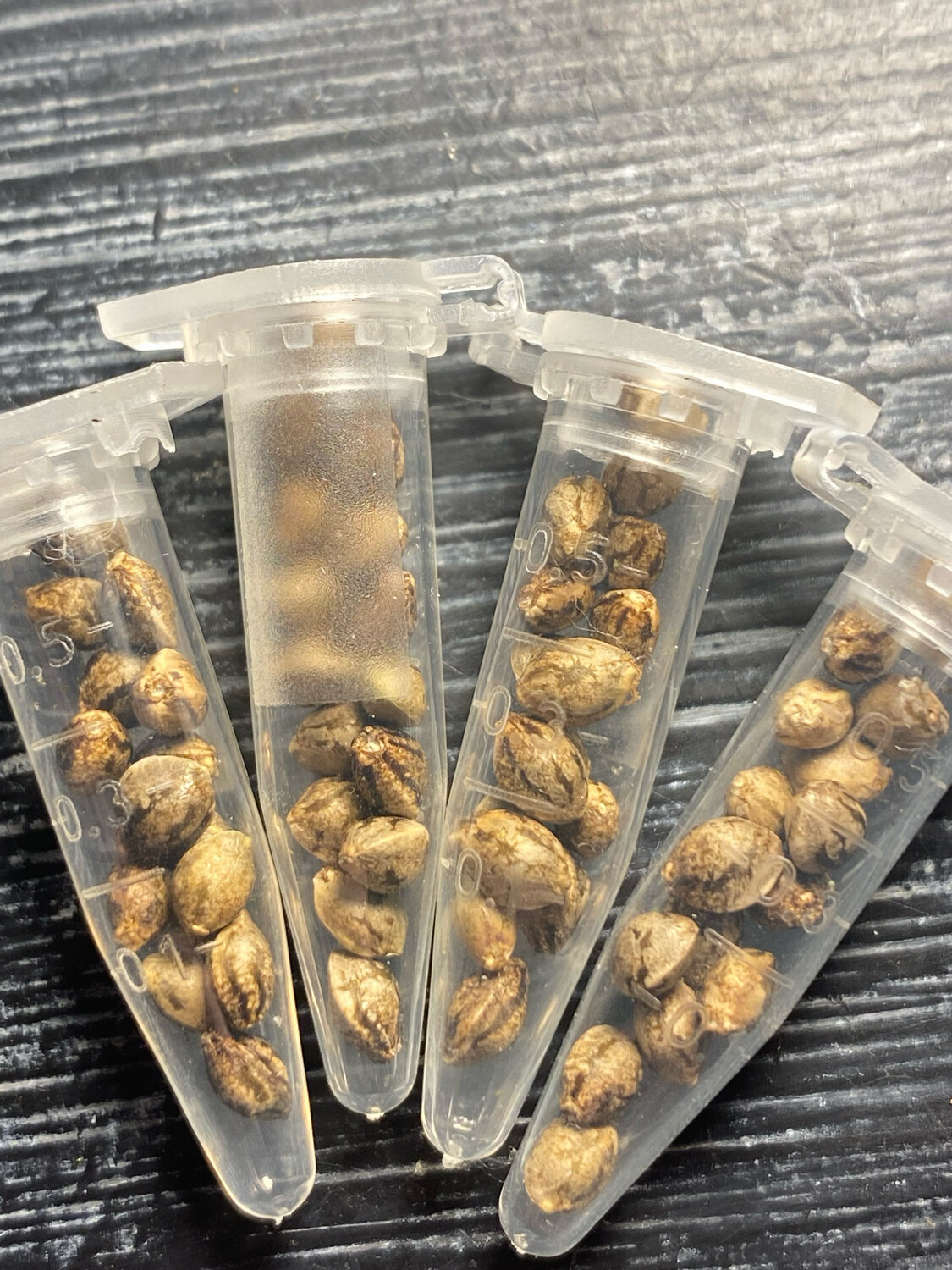 “Oreo 51” Seeds