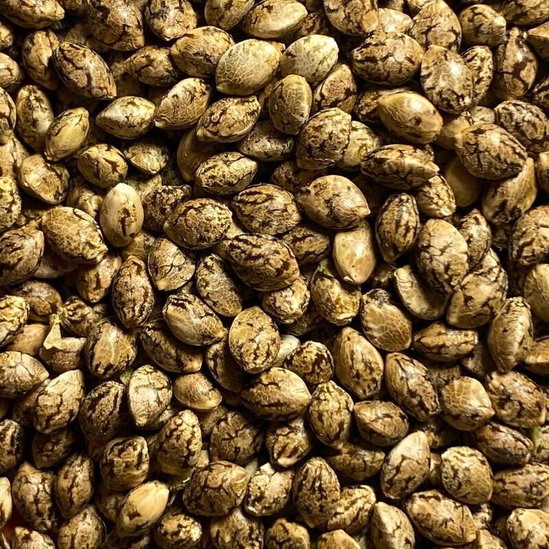 Seeds