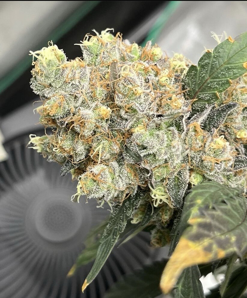 “Chocolate Invasion” Seeds