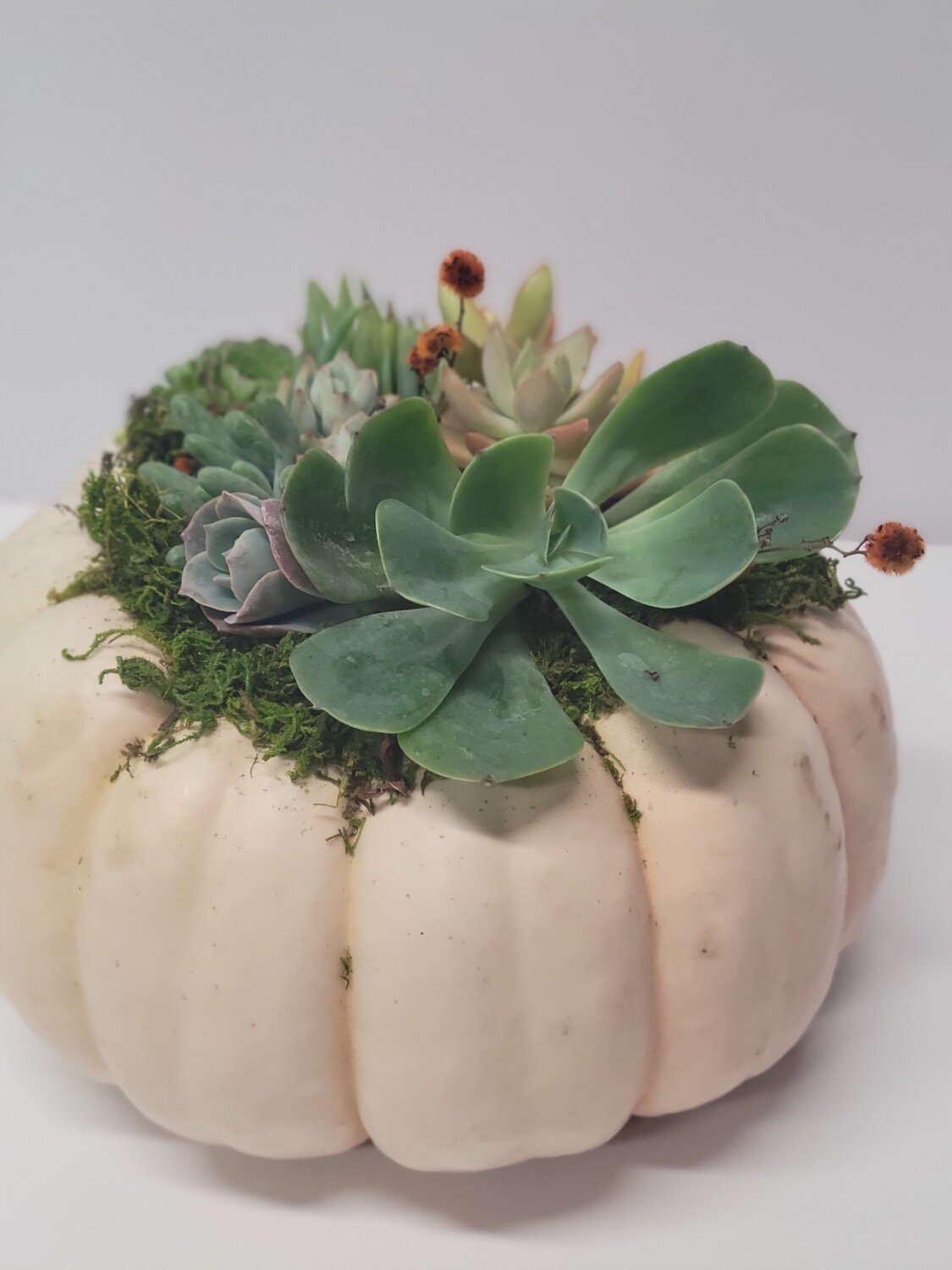 Pumpkin Succulent Arrangement Workshop