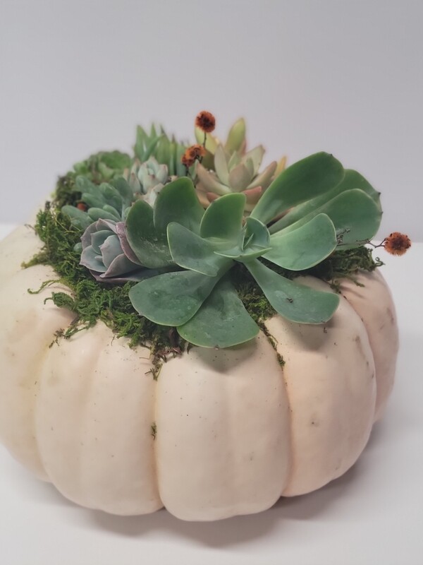 Pumpkin Succulent Arrangement Workshop