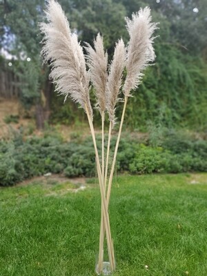 Pampas Grass - Local Flower Delivery