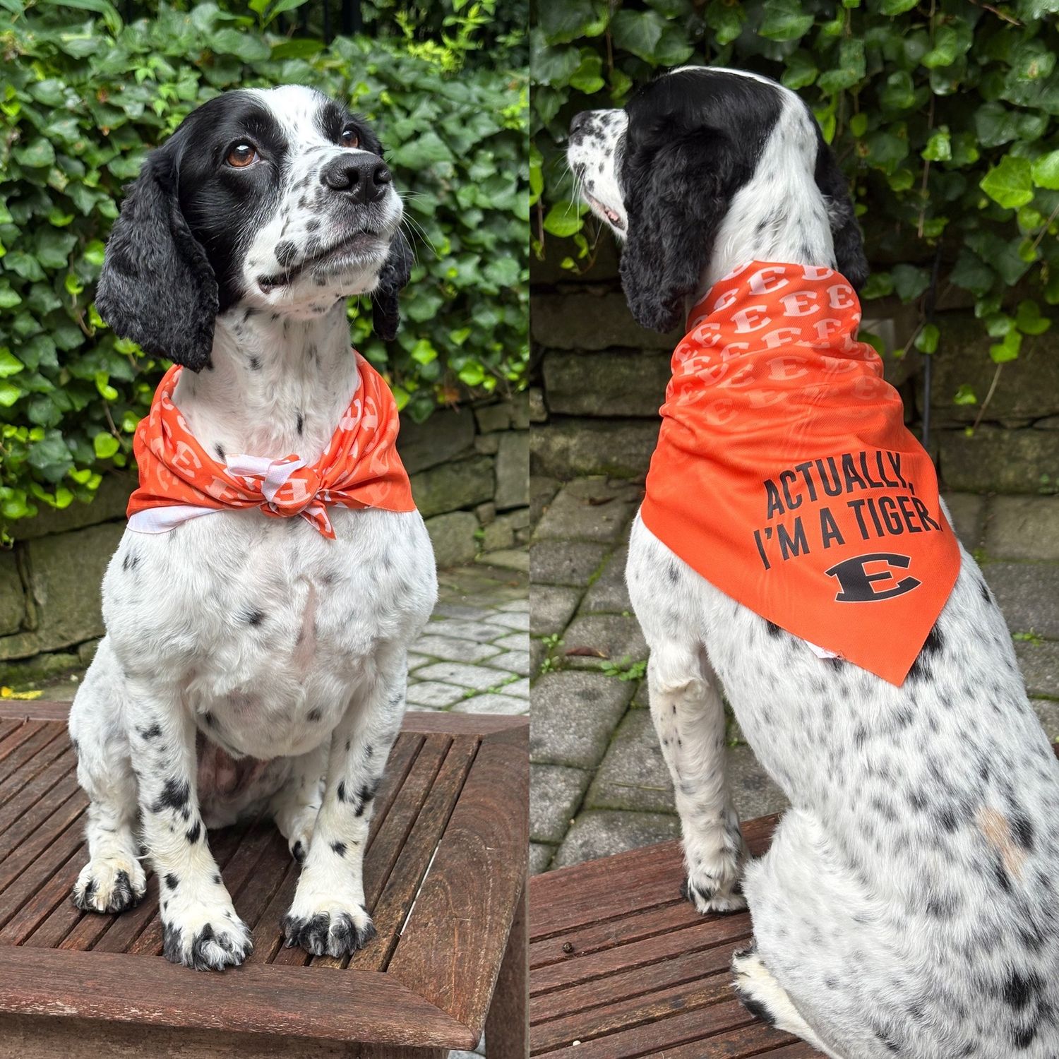 Dog Bandana