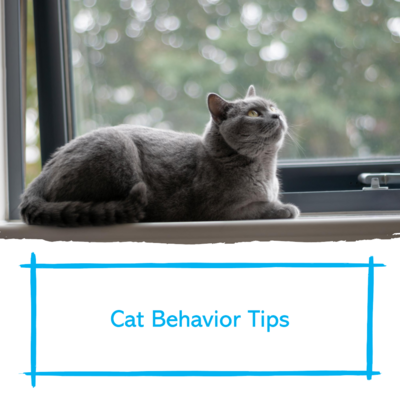 Enhance your cat-parenting skills with our 10 essential tips for nurturing your cat&#39;s behavior at home. Learn how to create a stimulating environment, address common behavior issues, and strengthen your bond with your feline companion.