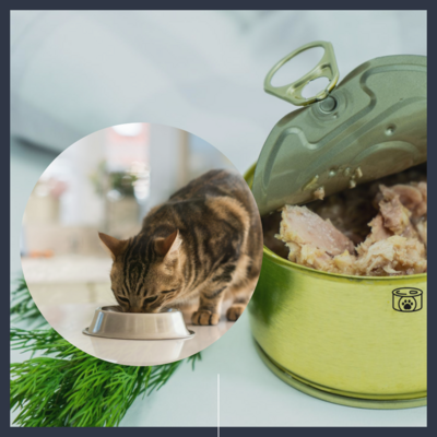 Treat your cat to the luxury of wet food, offering both health benefits and gourmet indulgence. Explore our selection of high-quality wet cat food options for a nourished and delighted feline.