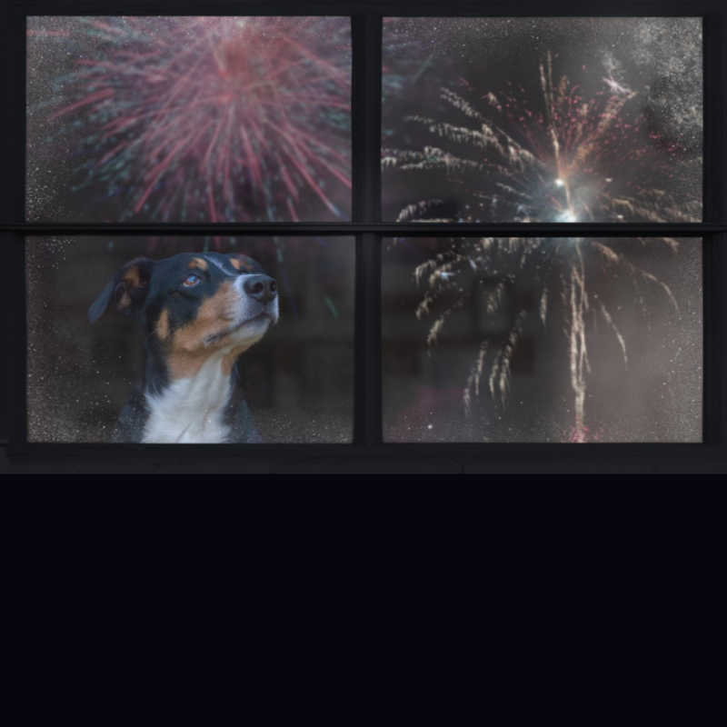 5 Ways to Relieve Your Dog's Anxiety During Fireworks