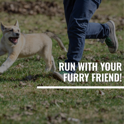 Explore Ashario Pets Store&#39;s comprehensive guide to running with your dog! Find essential tips, recommended gear, and expert advice to make your outdoor adventures safe, enjoyable, and memorable for both you and your furry companion.